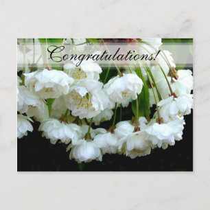 CHERRY BLOSSOM ~ Postcard # 2