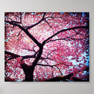 Cherry Blossom Poster