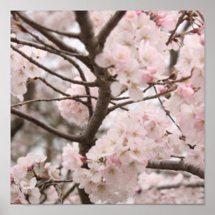 Cherry Blossom Poster