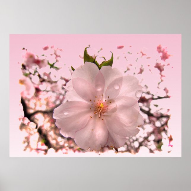 Cherry Blossom Poster (Front)
