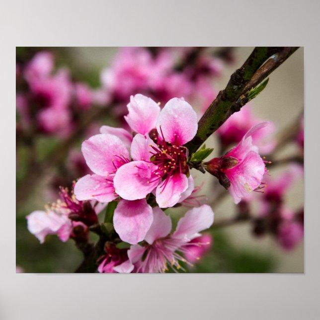 Cherry Blossom Poster (Front)