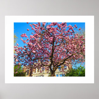 Cherry Blossom  Poster