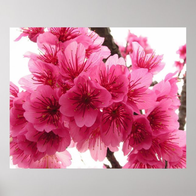 Cherry blossom poster (Front)