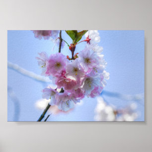 cherry blossom poster