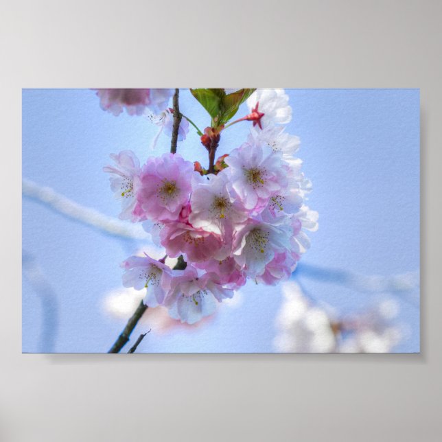 cherry blossom poster (Front)