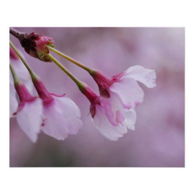 Cherry Blossom Poster (Front)