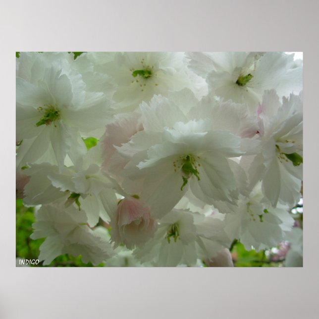 Cherry Blossom Poster Print White Flower Prints (Front)