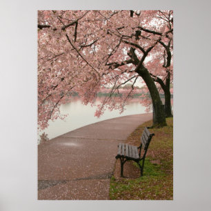 Cherry Blossom Print
