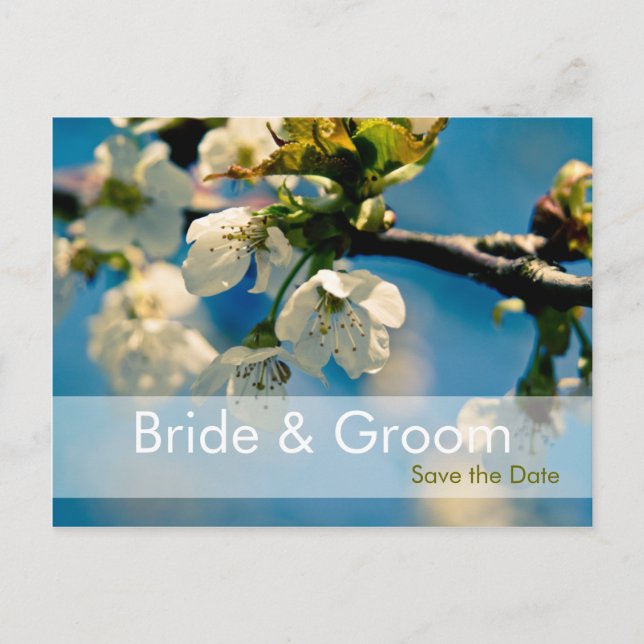 Cherry Blossom • Save the Date Postcard (Front)