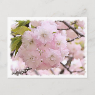 Cherry Blossom "Shogetsu" Postcard