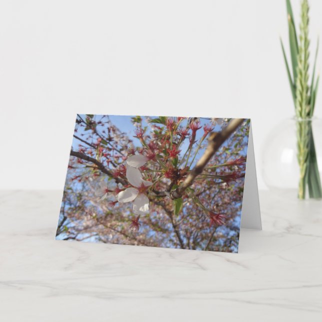 Cherry Blossom Spring Greeting Card (Front)