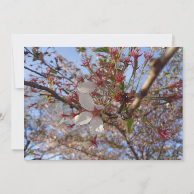 Cherry Blossom Spring Greeting Card (Front)