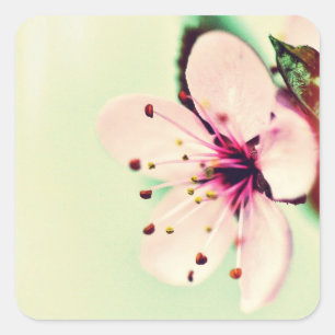 Cherry Blossom Square Sticker