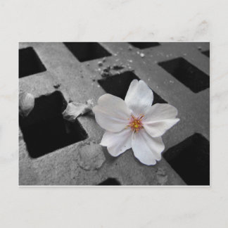 Cherry blossom & steel postcard