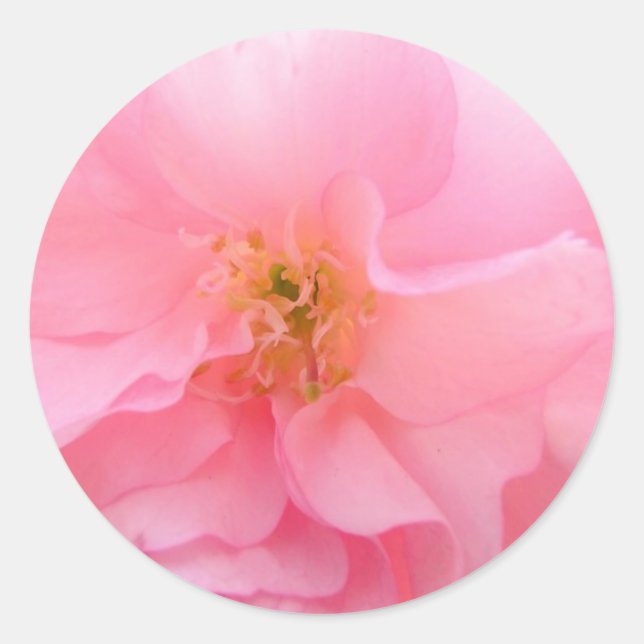 Cherry Blossom Stickers (Front)