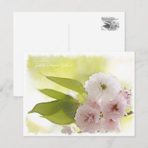 Cherry Blossom "Takato Kohigan-Zakura" Postcard