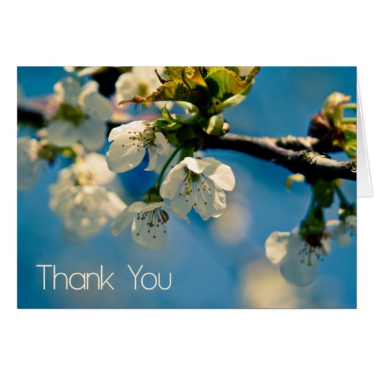 Cherry Blossom • Thank You Card