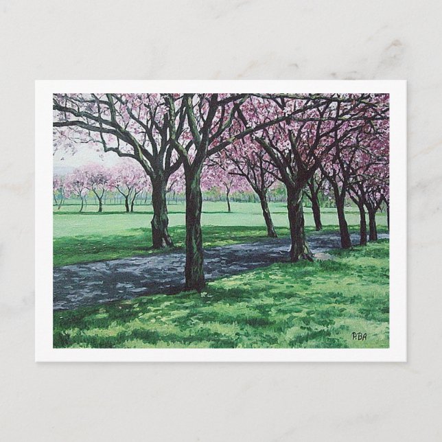 Cherry blossom.The Meadows, Edinburgh card by Pola (Front)