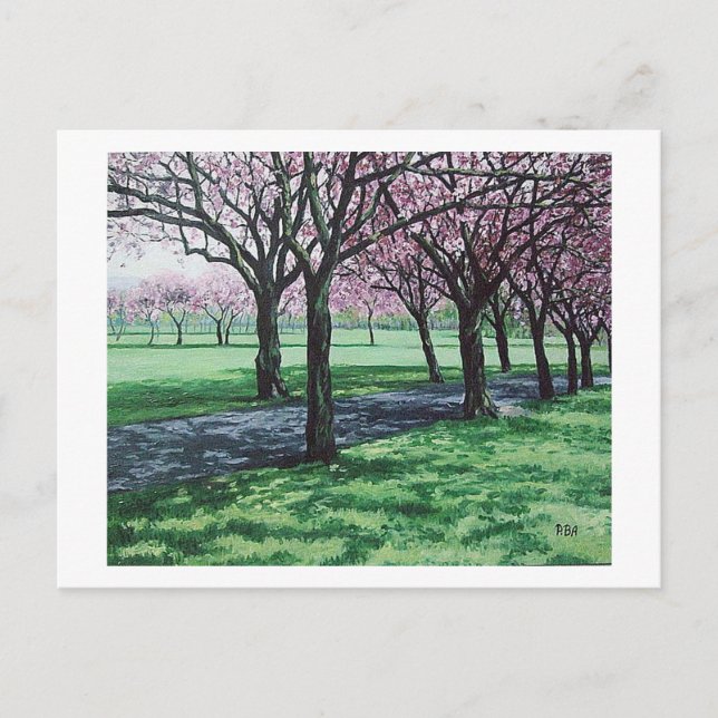 Cherry blossom. The Meadows, Edinburgh Pola.B.Alex Holiday Postcard (Front)