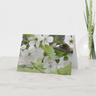 cherry blossom, Thinking of You Card
