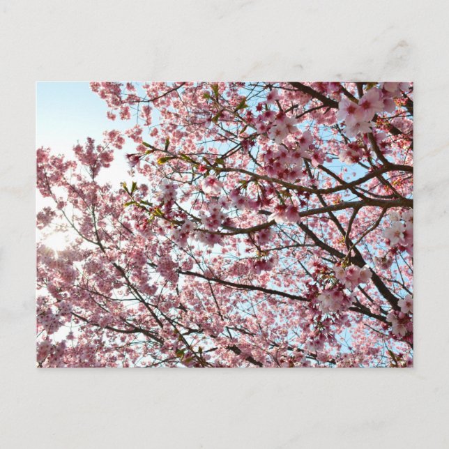 Cherry Blossom: Tokyo, Japan Postcard (Front)