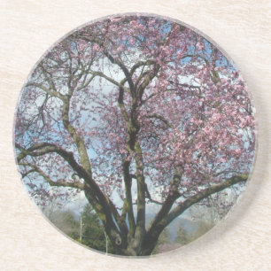 Cherry Blossom Tree,Blue sky and clouds Coaster