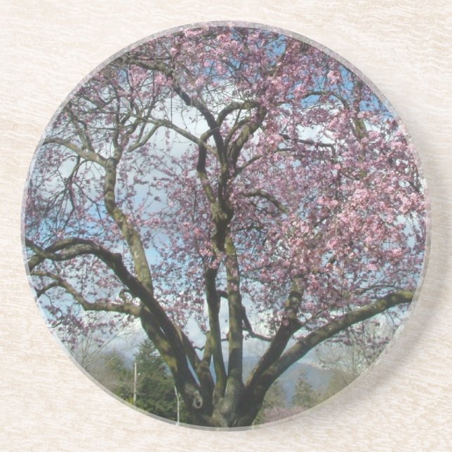 Cherry Blossom Tree,Blue sky and clouds Coaster (Front)
