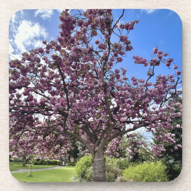 Cherry Blossom Tree Park in Brighton Spring time Coaster (Front)