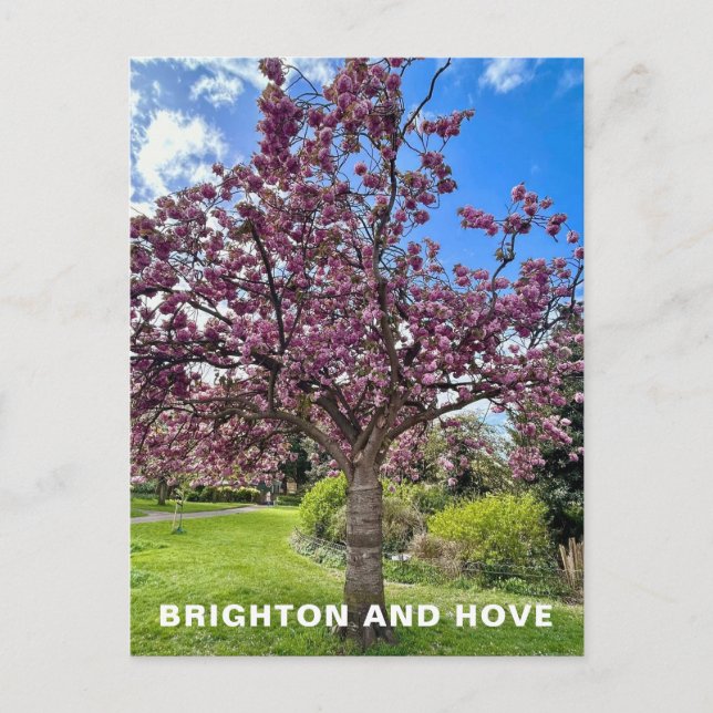 Cherry Blossom Tree Park in Brighton Spring time Postcard (Front)
