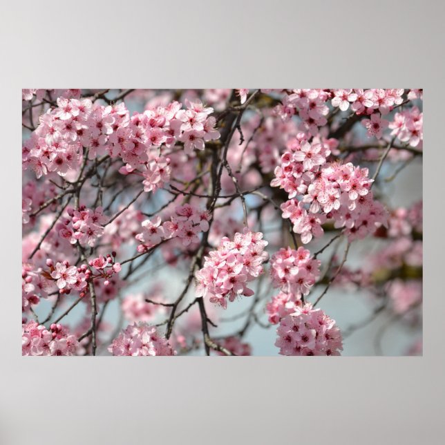 Cherry Blossom Tree Poster (Front)