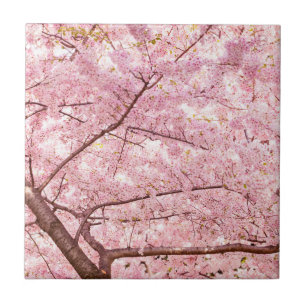Cherry Blossom Trees Ceramic Tile