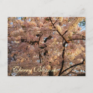 Cherry Blossom Trees Postcard