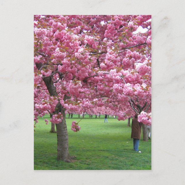 Cherry blossom trees postcard (Front)