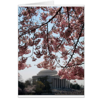Cherry Blossom Washington DC