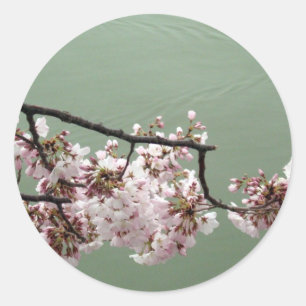 Cherry Blossom Washington DC Classic Round Sticker