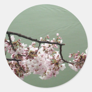 Cherry Blossom Washington DC Classic Round Sticker