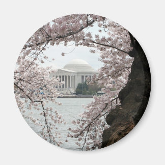Cherry Blossom Washington DC Magnet