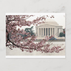 Cherry Blossom Washington DC Postcard