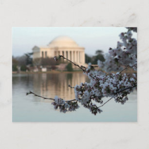 Cherry Blossom Washington DC Postcard