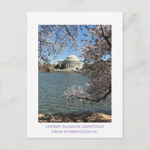 CHERRY BLOSSOM WASHINGTON DC POSTCARD