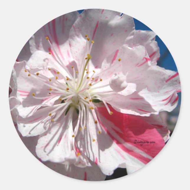 Cherry Blossom Wedding Envelope Seal (Front)