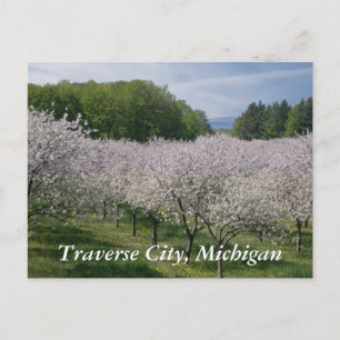 "Cherry BlosSometimes" Postcard