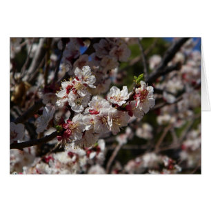 Cherry Blossoms