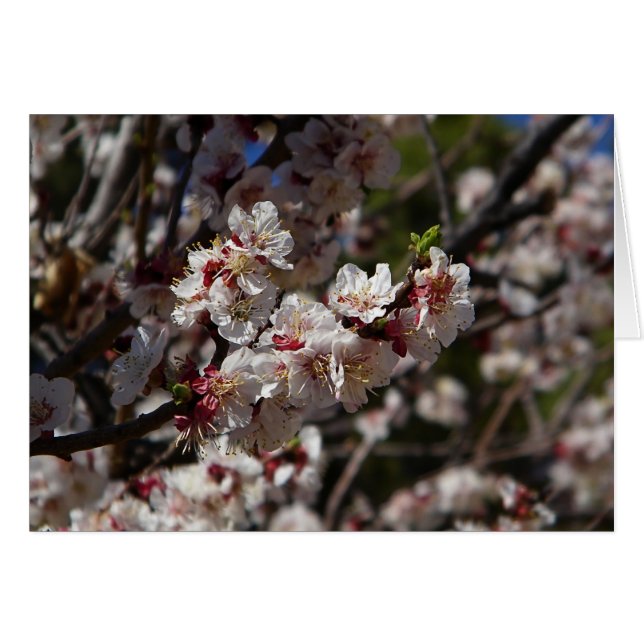 Cherry Blossoms (Front Horizontal)