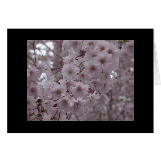 Cherry Blossoms (Front Horizontal)