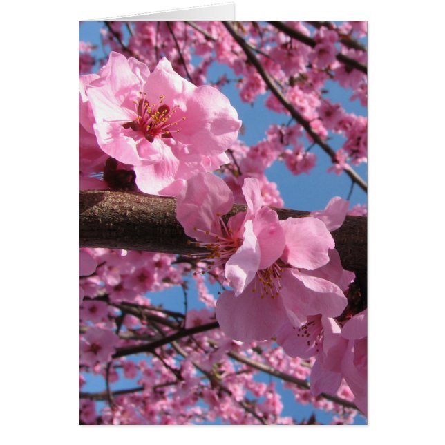 Cherry Blossoms (Front)