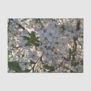 Cherry blossoms 10lb Tissue Paper, White Paper