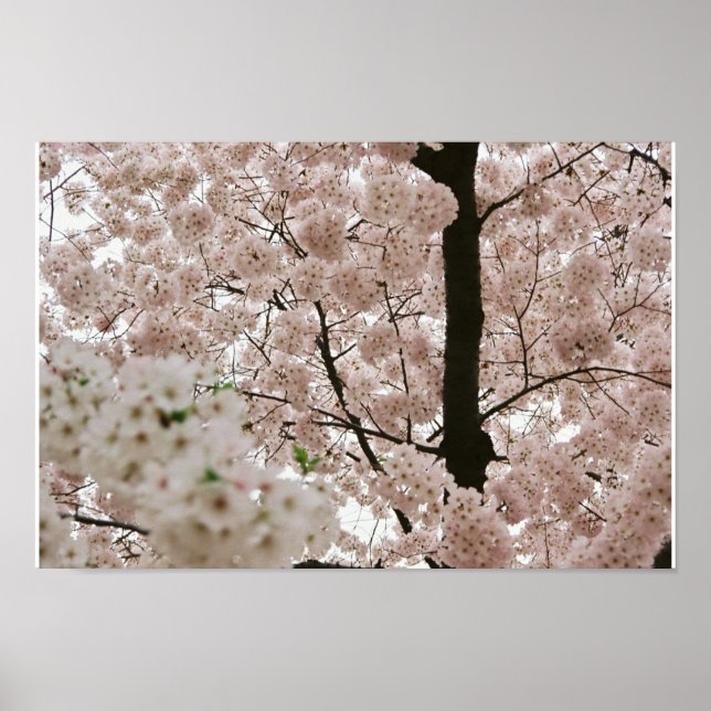 Cherry Blossoms 1 Poster (Front)