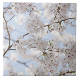 Cherry blossoms 2 ceramic tile