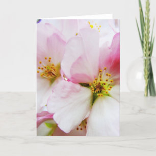 Cherry Blossoms 8 Blank Greeting Card